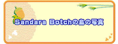 Sandara Botch�̒��̎ʐ^